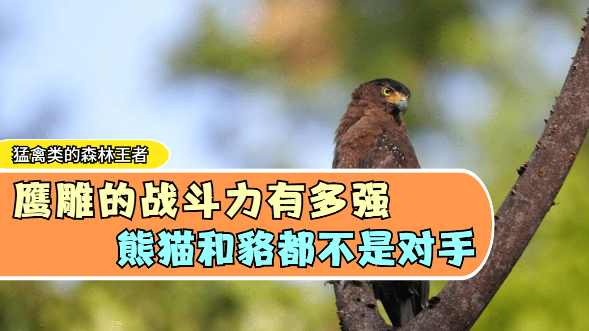 爱游戏官网推荐-包含四川熊猫不敌对手，状态有所下滑的词条